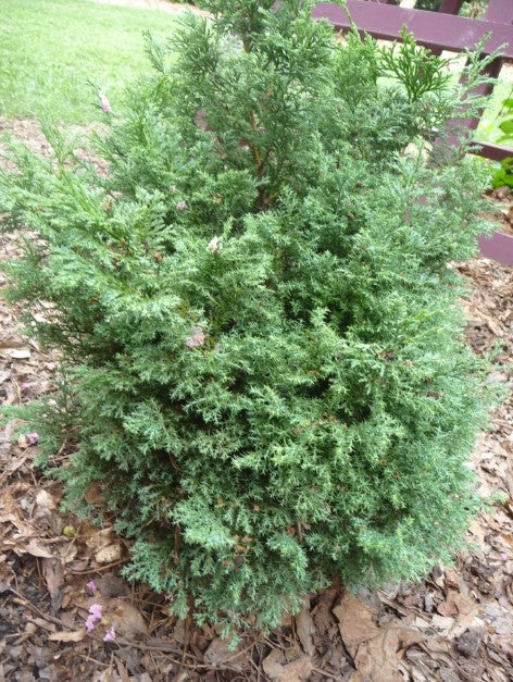 Hinoki Cypress - Split Rock