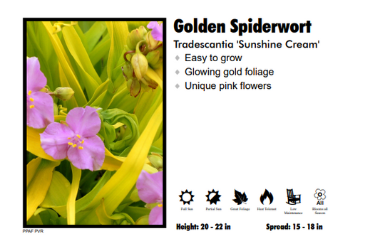 Tradescantia 'Sunshine Charm' Spiderwort