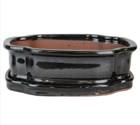 10" Bonsai Indoor Planter