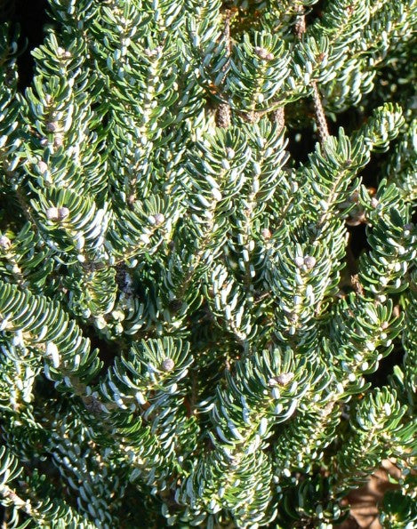 Korean Pin Fir - Siberlock