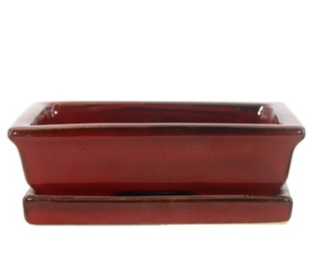 10" Bonsai Indoor Planter