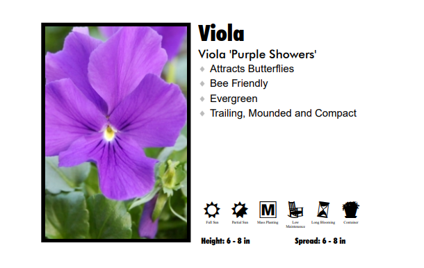 Viola 'Purple Showers'