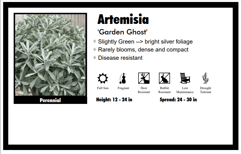 Artemisia “Garden Ghost” Wormwood