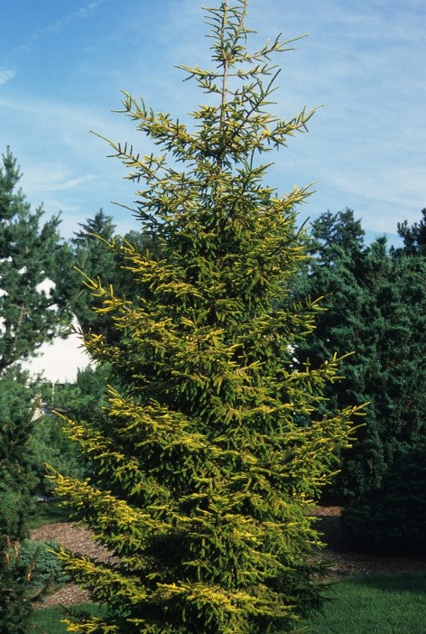Spruce - Skylands Golden Oriental