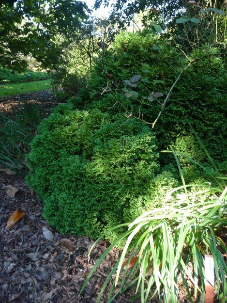 Arborvitae - Hetz Midget