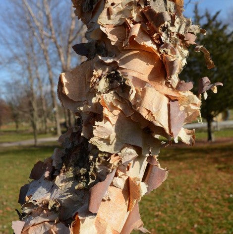 Birch - Shiloh Splash River