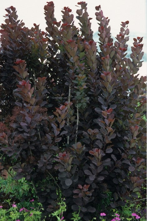 Smoketree - Royal Purple