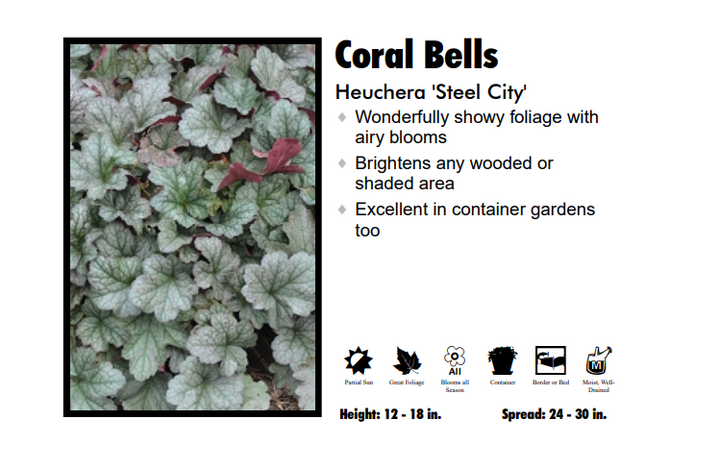 Heuchera 'Steel City' Coral Bells