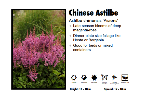 Astilbe chinensis ‘Visions’ False Spirea