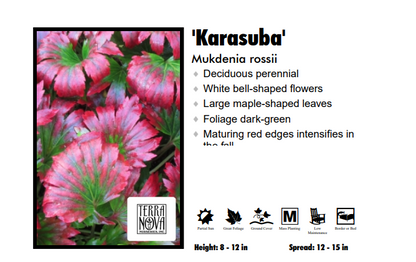 Mukdenia Rossii 'Karasuba' Red Leafed Mukdenia