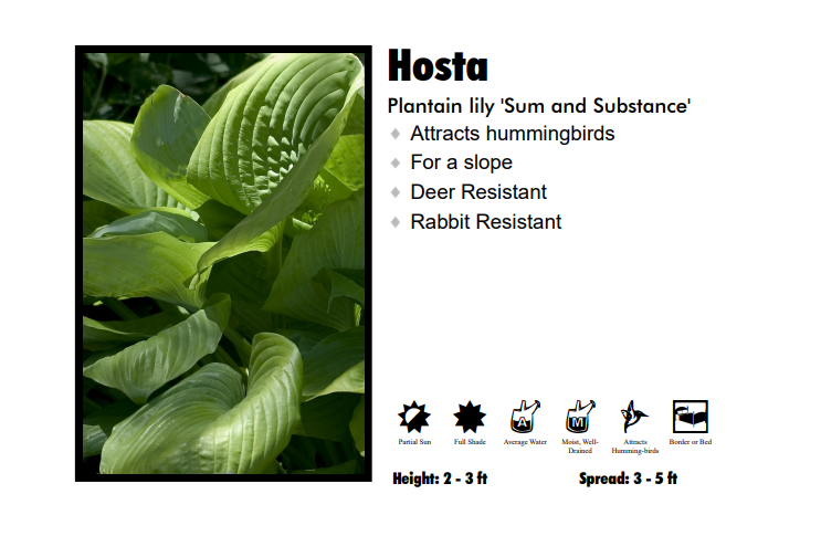 Hosta 'Sum and Substance' Plantain Lily