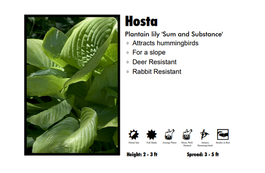 Hosta 'Sum and Substance' Plantain Lily