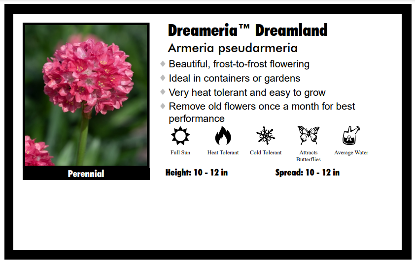 Armeria "Dreamland" Sea Thrift