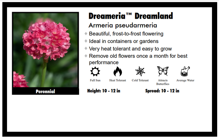 Armeria "Dreamland" Sea Thrift