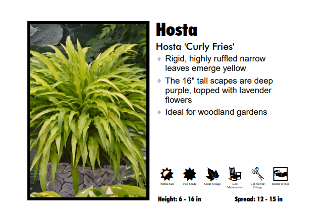 Hosta 'Curly Fries'