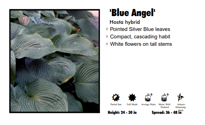 Hosta 'Blue Angel'