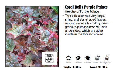 Heuchera ’Palace Purple' Coral Bells