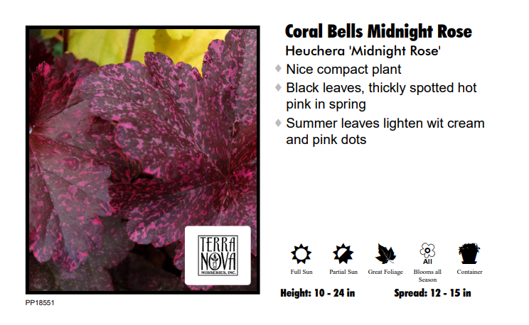 Heuchera - Midnight Rose - Coral Bells