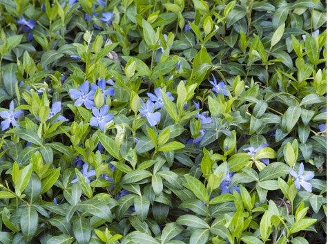 3FOR 27.00 6-PACK MYRTLE (VINCA MINOR)