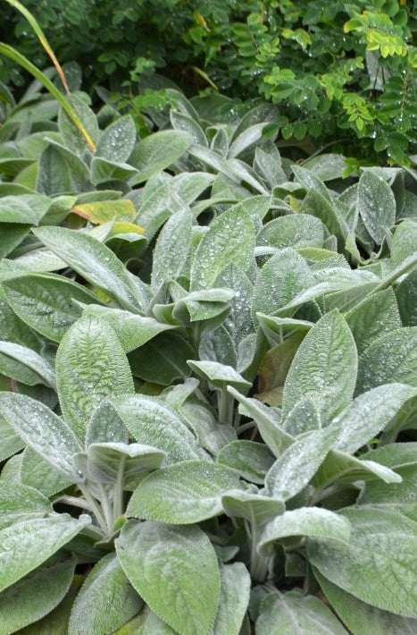 Stachy's 'Helen Von Stein' Lamb's Ear