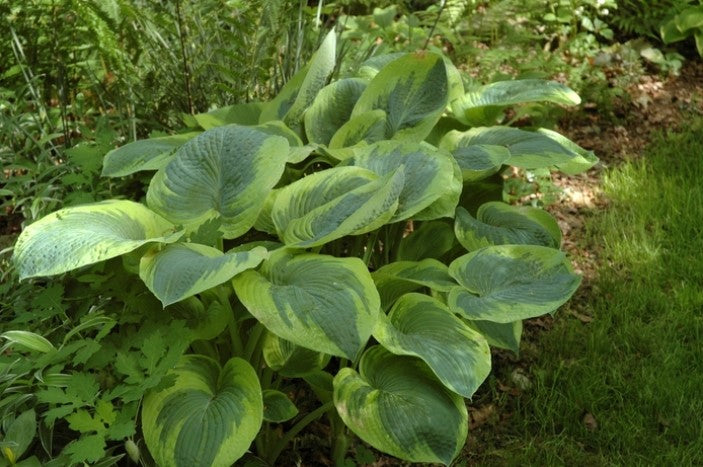 Hosta ‘Frances Williams’