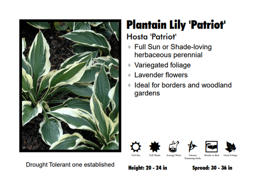 Hosta - Patriot