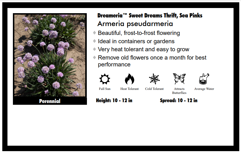 Armeria "Sweet Dreams" Sea Thrift