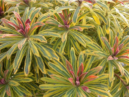 Euphorbia ‘Ascot Rainbow’ Spurge