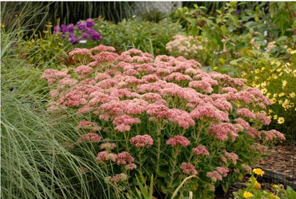 Sedum 'Autumn Fire' Stone Crop
