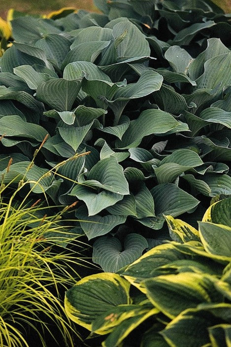 Hosta ‘Krossa Regal’