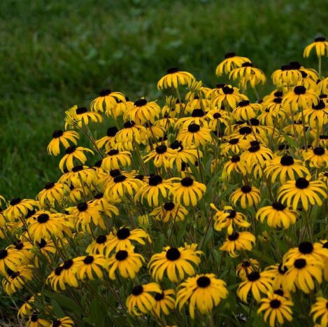 Rudbeckia ‘American Gold Rush’ Black Eyed Susan