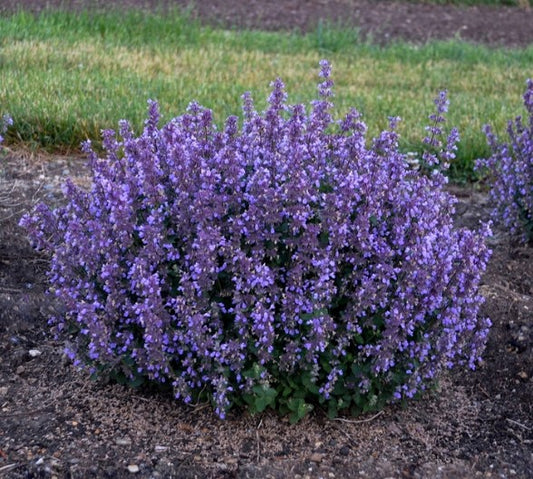 Nepeta ‘Cats Pajamas’ Catmint