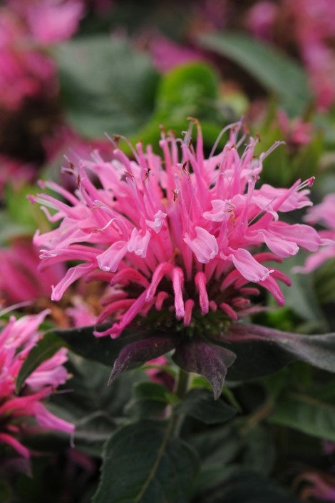 Monarda ‘Balmy Pink’ Beebalm