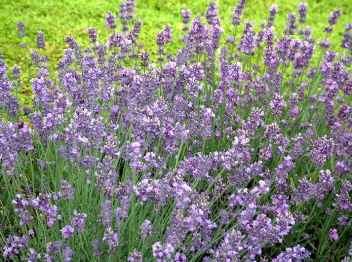 Lavandula 'Angustifolia Munstead' Lavender