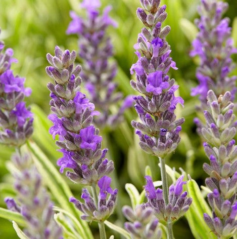 Lavandula ‘Angustifolia Platinum Blonde’ Lavender