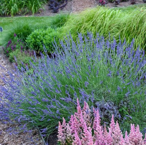 Lavandula ‘Phenomenal’ Lavender