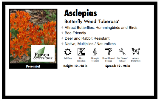 Asclepias Tuberosa Butterfly Weed