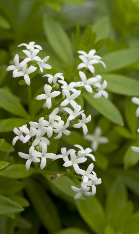 Galium 'Odoratum' Sweet Woodruff