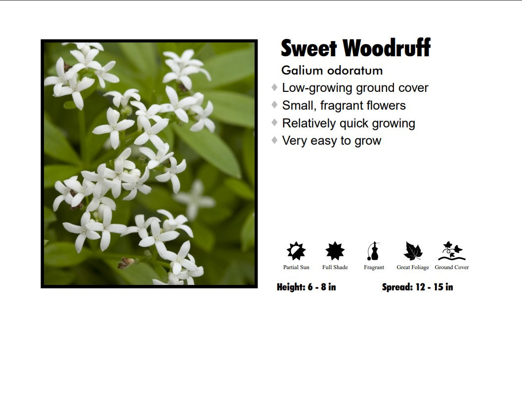 Galium Odoratum Sweet Woodruff