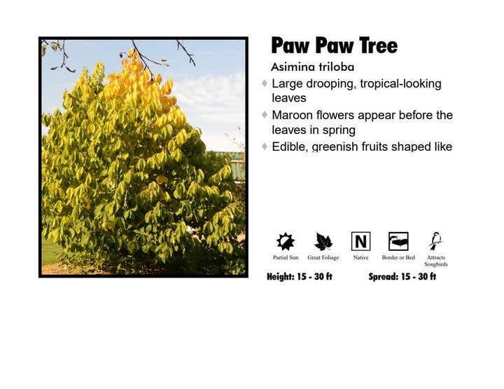 Paw Paw Tree