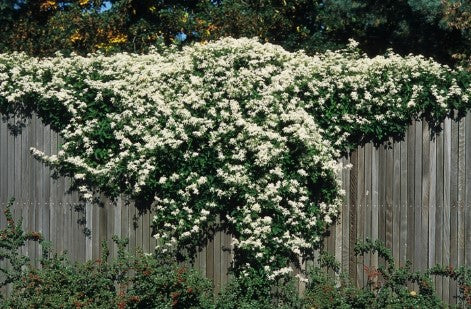 Clematis - Paniculata