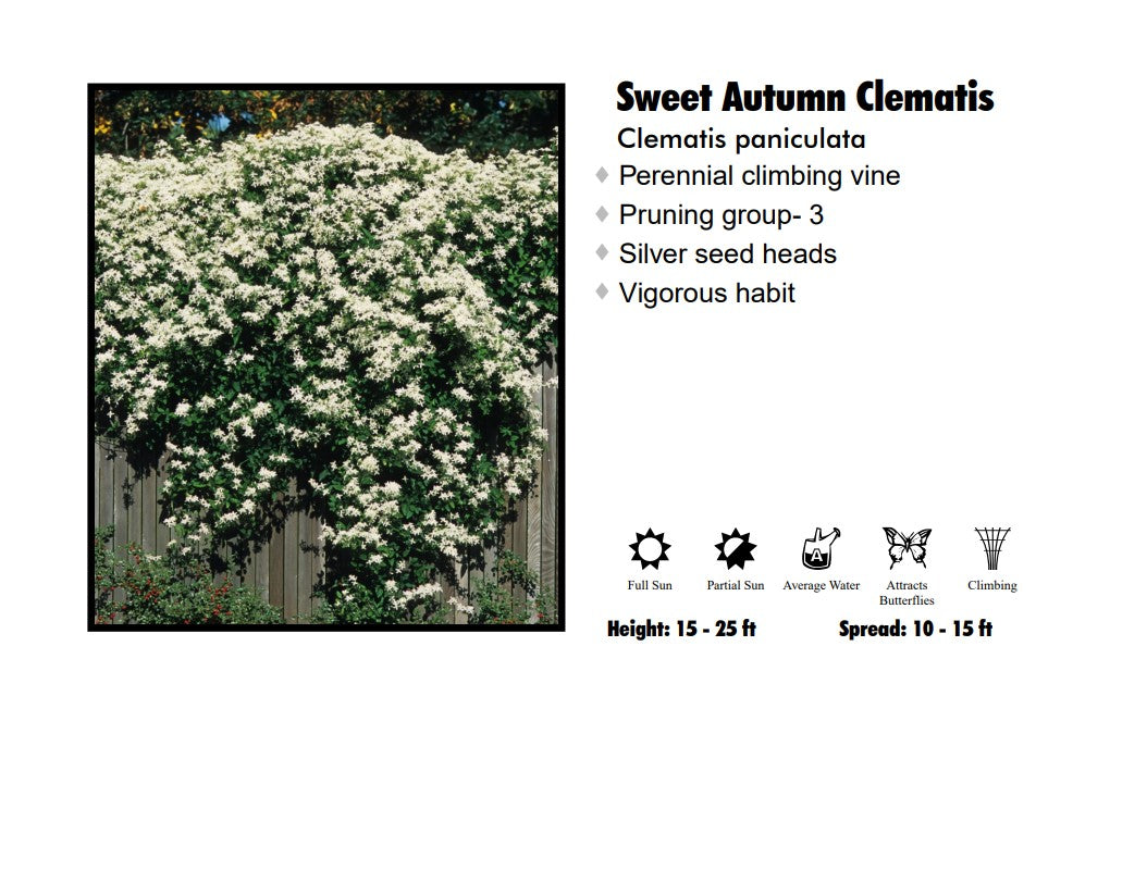 Clematis - Paniculata
