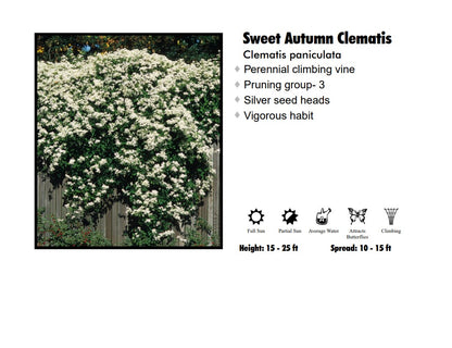 Clematis - Paniculata