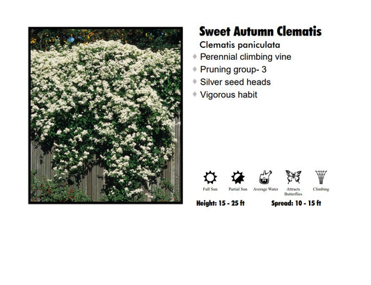 Clematis - Paniculata