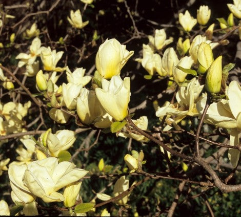 Magnolia - Yellow Elizabeth