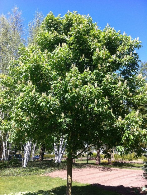 Ohio Buckeye Tree