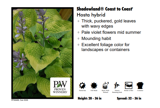 Hosta ‘Coast to Coast'