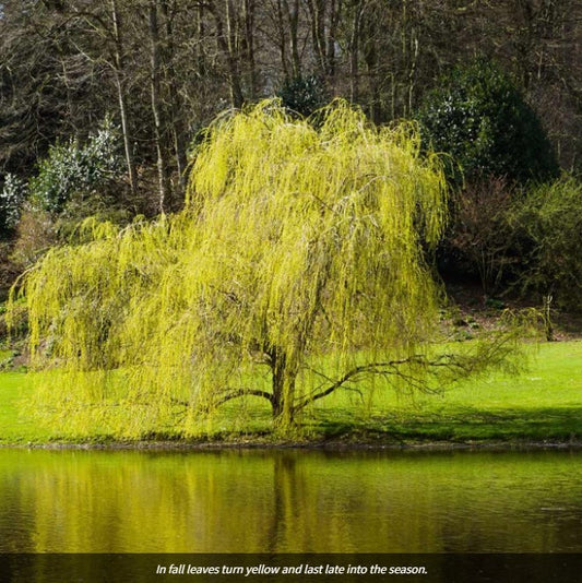 Willow - Golden Curls