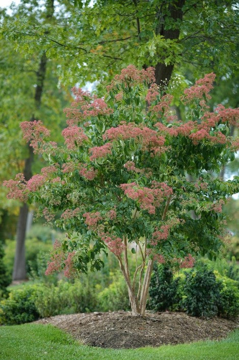 Heptacodium - Temple of Bloom