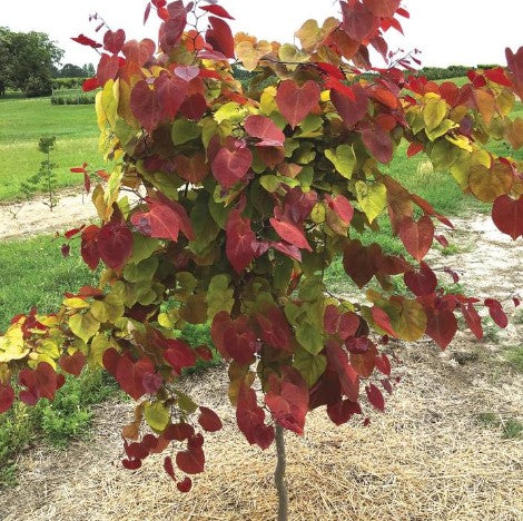 Redbud - Flame Thrower